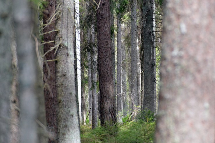 Träd i skogen