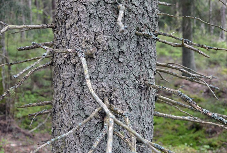 Träd i skogen