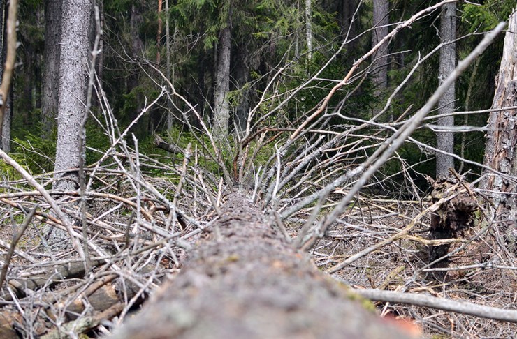 Träd i skogen