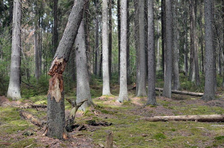 Träd i skogen