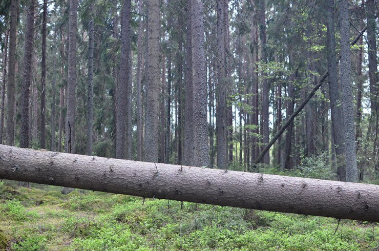 Träd i skogen