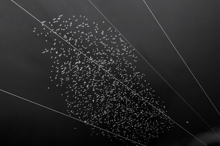 IMG_1612_Fåglar_IR_Blå_webb