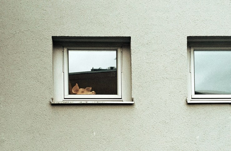 Pig peeking out of the window
