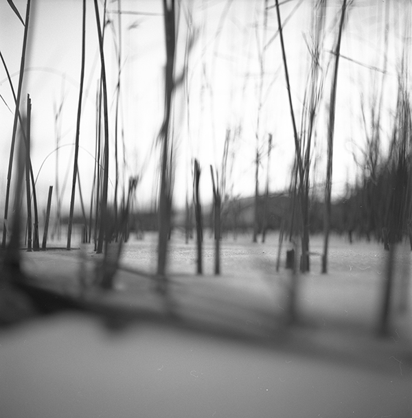 img022_seagrass_airesreflex_webb