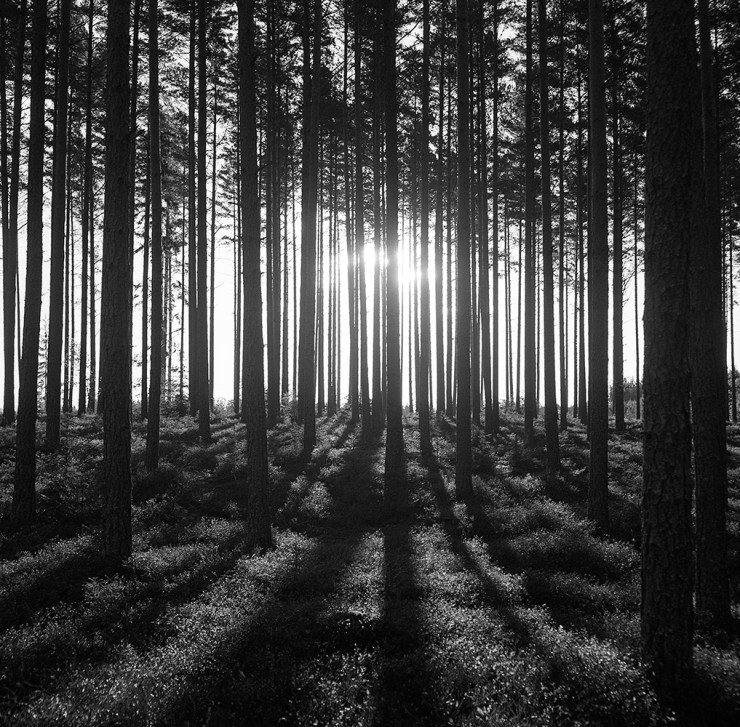 Tallskouggor_img407_fixad