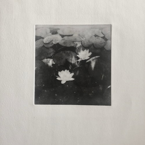 Näckrosor - Fotopolymer