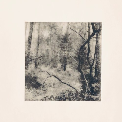 Träskgran - Fotogravyr med fotopolymer