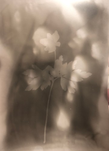 Photogram - Vitsippa